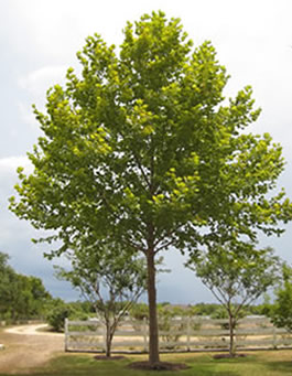 American Sycamore